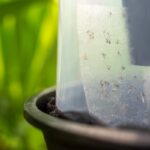 παγίδα για κουνούπια Biogents BG-GAT